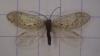 Hemerobius sp.